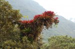 В окрестностях Папаякты очень симпатичное растение, паразитирующее на деревьях