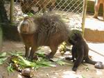 Большая крыса, размером с доброго парасёнка – Capibar. Центр спасения диких животных Amazonica.